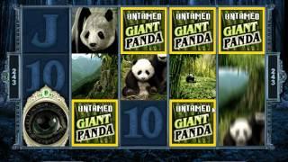 Untamed Giant Panda Slot   Freespins 295x bet
