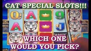 •️BIG KITTY WINS!!!•️ Cat Slot Machine Collection