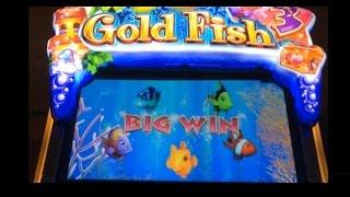 ☆ BACK TO BACK TO BACK SLOT BONUSES!! Gold Fish 3 Slot Machine Wins And LIVE PLAY! ~WMS (DProxima)