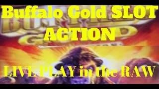 Buffalo Gold Immense Hit, Immense (camera angles gets better)