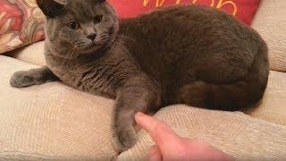 You Can Scratch My Neck,     BUT DONT TOUCH MY PAW!! (British Shorthair Cat)