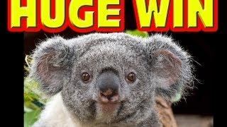 Koala Kash HUGE PROGRESSIVE WIN Las Vegas Slot Machine Big Winner