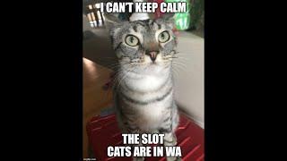 Slot Cats LIVE from AOTW Casino