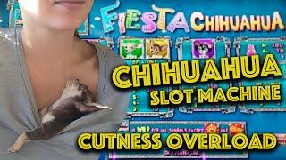 The BEST SLOT MACHINE IN LAS VEGAS for Chihuahua Dog Owners!