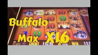 BUFFALO • MAX - big x16 line hit in bonus
