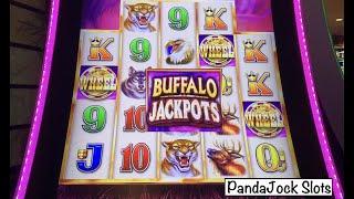 Buffalo Grand and Jackpots!