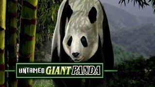 Untamed Giant Panda - BIG WIN - Microgaming Slot - 3€ BET!