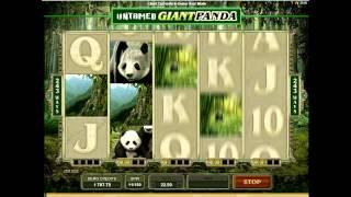 Untamed Giant Panda• - Onlinecasinos.best