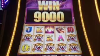 Buffalo Grand Slot Machine  Bonus MAX BET!!!! #2