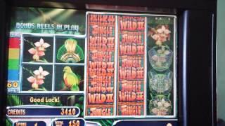 Jungle Wild Ll Slot Machine Free Spin. Bonus.