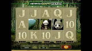 Untamed Giant Panda•