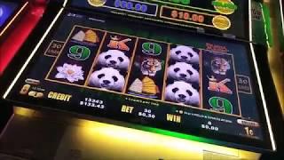 Smashing it on dragon cash panda live play win till the end