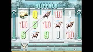 White Buffalo•