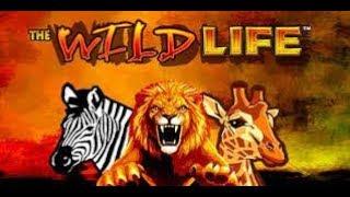 HUGE WIN OR EPIC FAIL?! Wild Life Casino game from IGT from Casinodaddy Live Stream