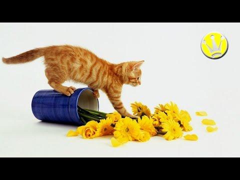 CATS ANNOYING AND DESTROYING THINGS - FUNNY COMPILATION