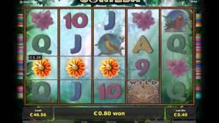 Gorilla Video Slot - Novomatic online Casino games - CherryGames.co.uk