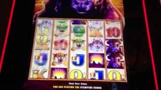 Slot machine bonus buffalo stampede