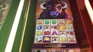 Buffalo Stampede - Big Wins On Max Bet