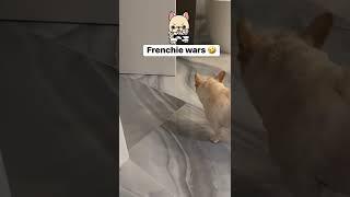 Frenchie Wars ⋆ Slots ⋆ #shorts #frenchie #puppy