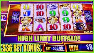 Buffalo Gold Slot Machine • $24 to $36 Bets High Limit Slots