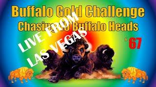 Buffalo Gold Challenge - Chasing 15 Buffalo Heads #67 - LIVE!!