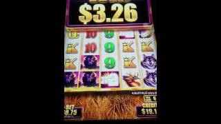 Buffalo Grand Slot Machine Bonus