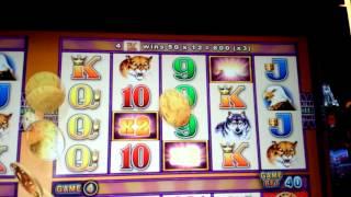 Wonder 4 - Buffalo SUPER FREE GAMES - **BIG WIN**