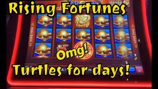 RISING FORTUNES - TURTLES • for Days !!