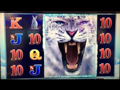 Snow Leopard $4 max bet Bonus 8 spins ** SLOT LOVER **