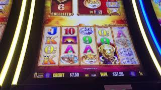 Buffalo Gold Slot Machine - two max bet bonus wins!