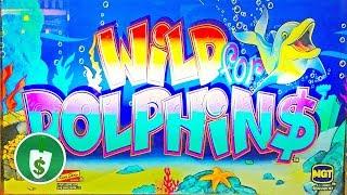 Wild for Dolphines slot machine, bonus