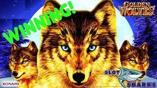 • Bonus Frenzy • Golden Wolves Slot Machine Big Wins !