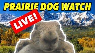 •LIVE Prairie Dog Watch!