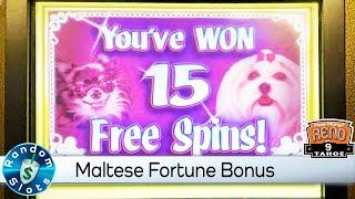 Maltese Fortune Slot Machine Bonus