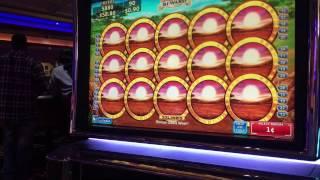 Herds of Wins Slot 40 spins bonus